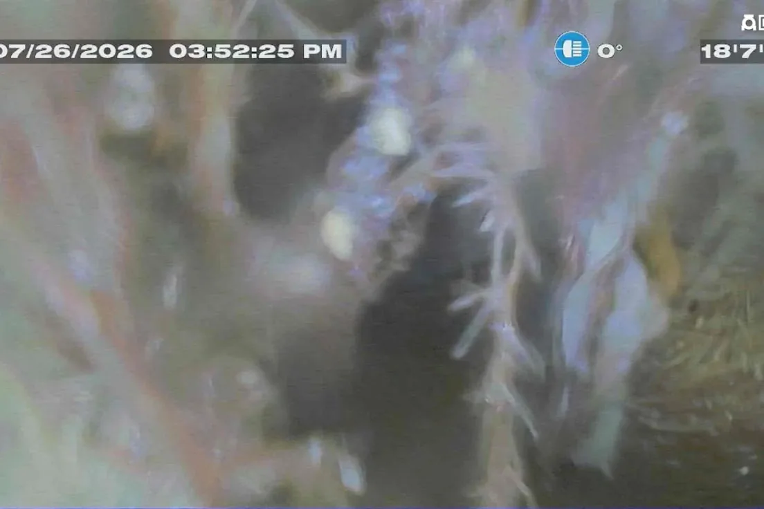 Sewer camera view of tree roots growing into a Grand Rapids sewer line 18 feet 7 inches from the house