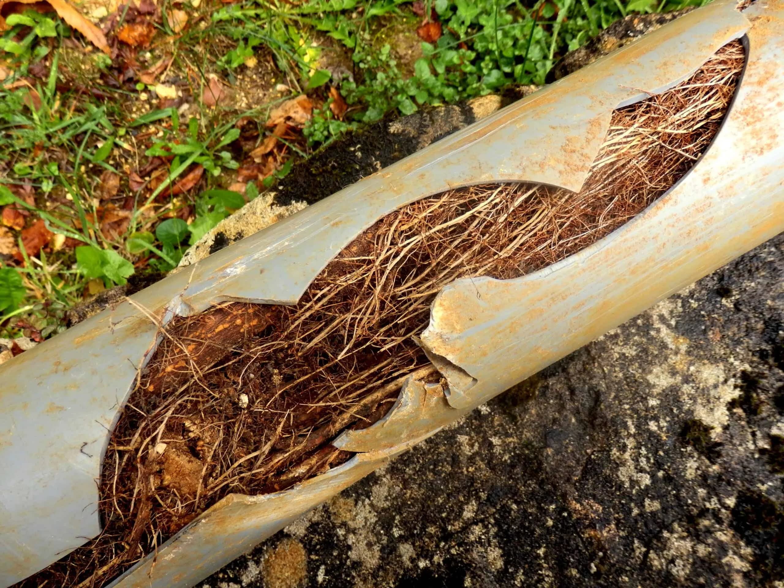 Tree roots invading a residential sewer lateral in Grand Rapids, MI