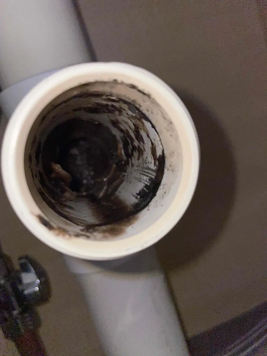 Black slime coating the inside of a white plastic sink drain pipe
