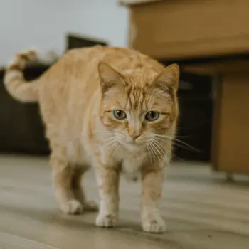 Shop Cat